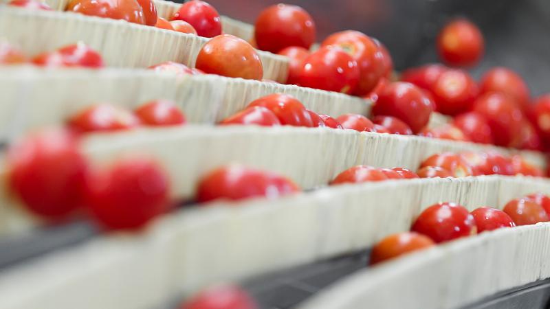 tomatoes cleaned with food grade cleaner